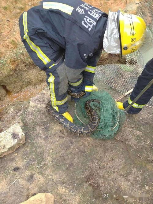 网友爆料出现大蟒蛇视频 第3张 网友爆料出现大蟒蛇视频 第3张